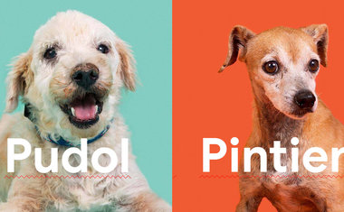 Do 'pudol' ao 'bigou': site promove adoção de vira-latas por meio de buscas erradas no Google