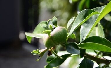 Imagem de destaque para Ora-pro-nóbis: como plantar e cuidar da planta em casa?