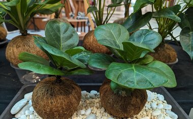 Imagem de destaque para Esta é a planta favorita dos milionários para decorar e purificar o ambiente 
