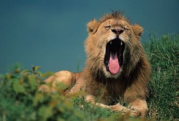 Imagem de destaque para Parque Zoológico Municipal Sargento Prata